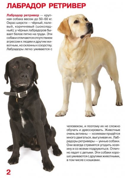 Лабрадор ретривер