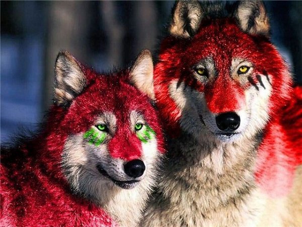 IMG 20150808 005940 8