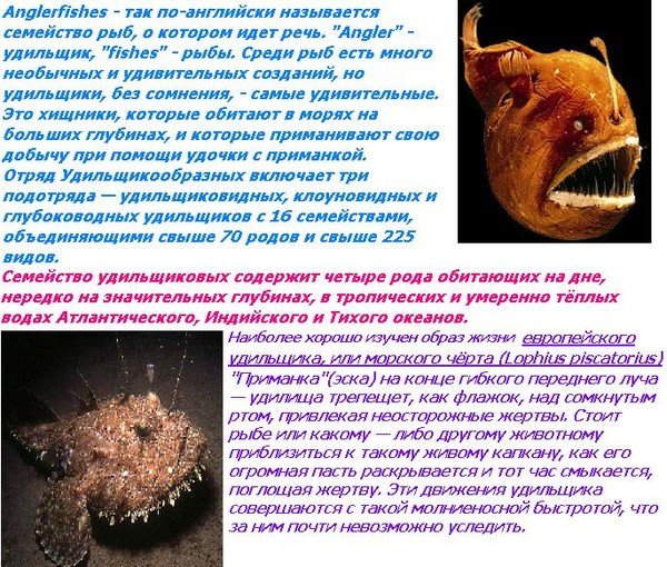 Морской чёрт