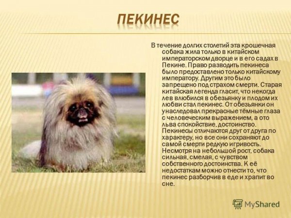 Пекинес