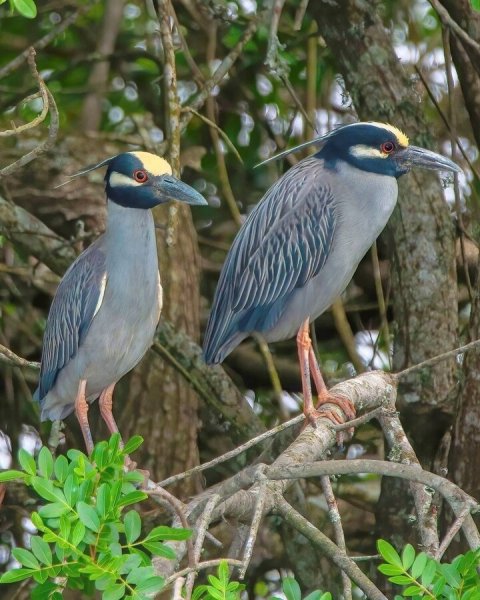 Желтоголовая Кваква