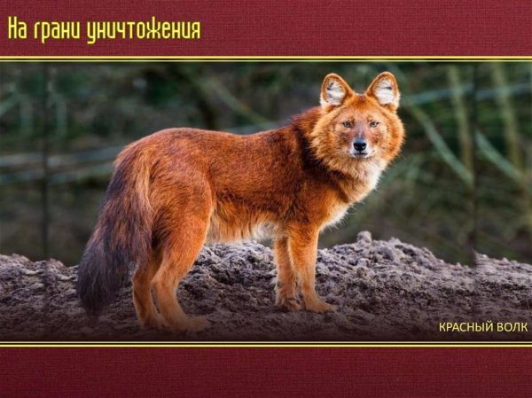 Красный волк