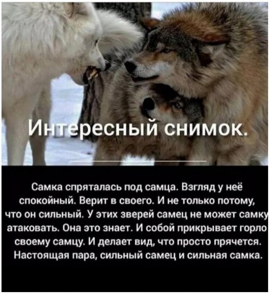 XWHlwIfGvWQ