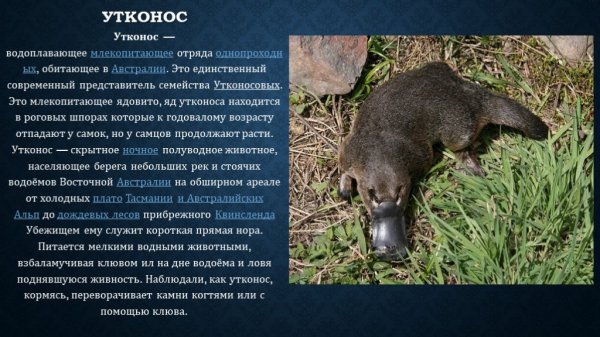 Утконос