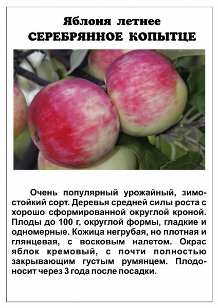 Яблоня летнее