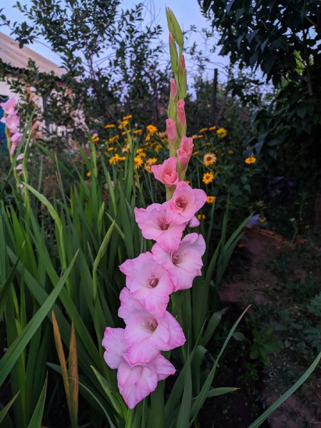 picture_344226119
