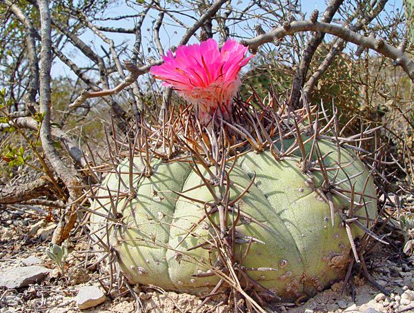Эхинокактус горизонталониус