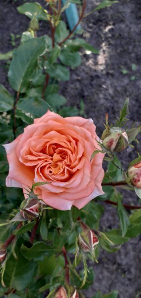 IMG-16aa76987f4feca96082cf4abdf3a266-V