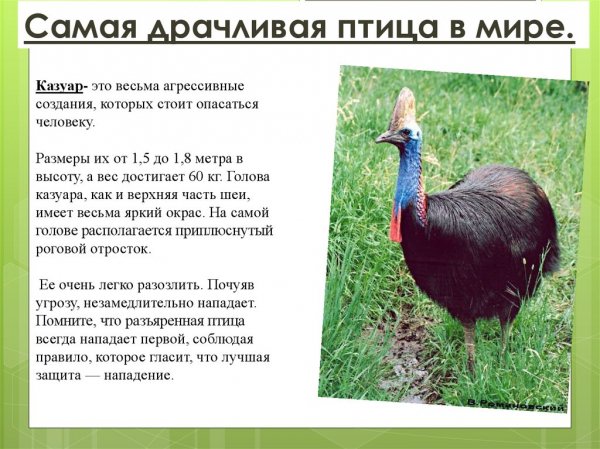 Казуар