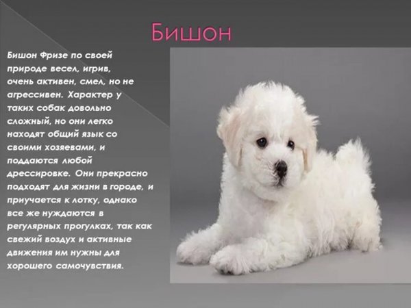 Бишон