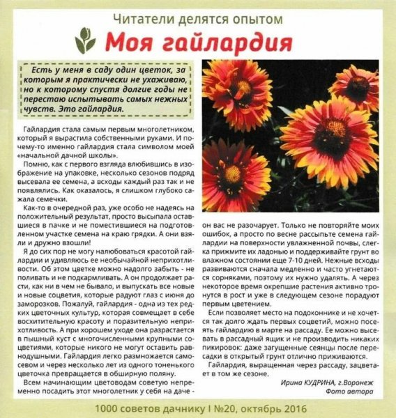 Моя гайлардия