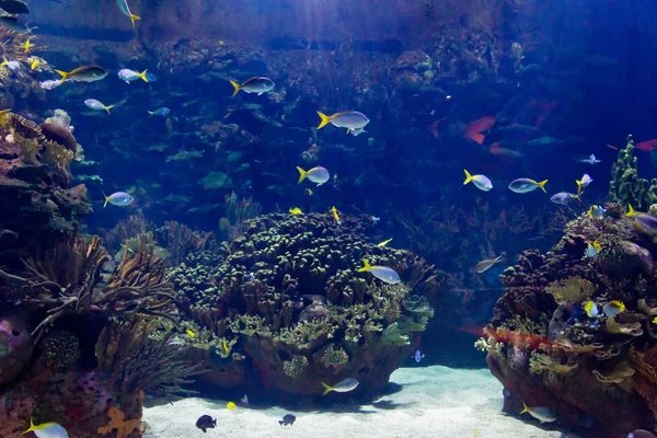 Photo-undersea-world