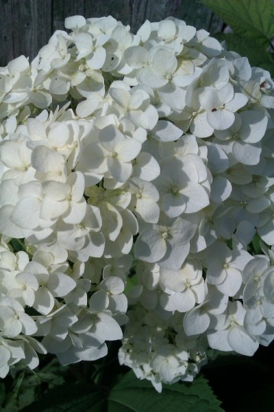 IMAG0086