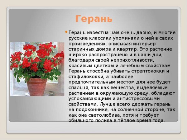Герань