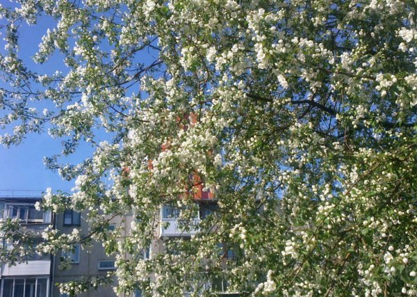 Яблоня в цвету