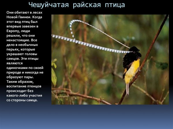 Райская птица