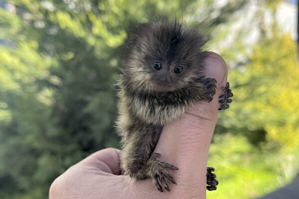 Обезьянка игрунок