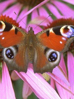 Insects 049