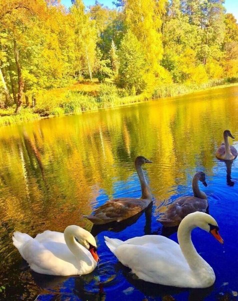 Осенняя сказка