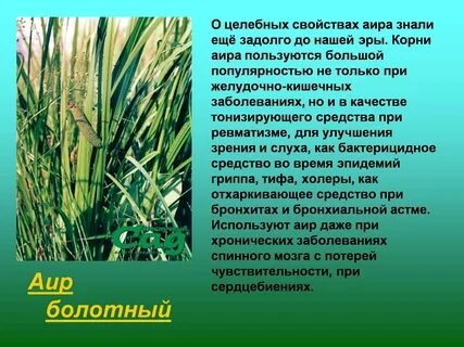 Аир болотный