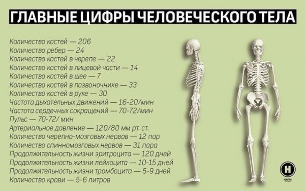 Тело человека