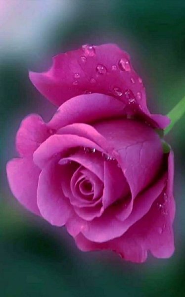 image (29)