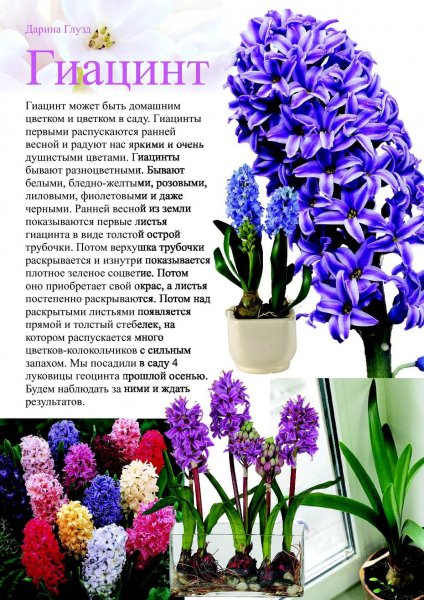 Гиацинт