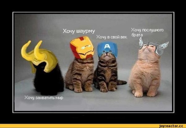 мстители-котэ-котэ-демотиваторы-коты-185