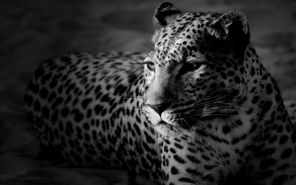 animals-big-cats-leopard-36889