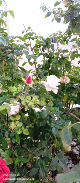 Анапа. Розы уходящей осени.