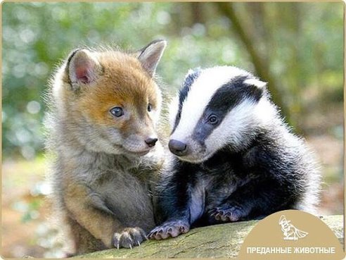 Барсучонок и лисёнок