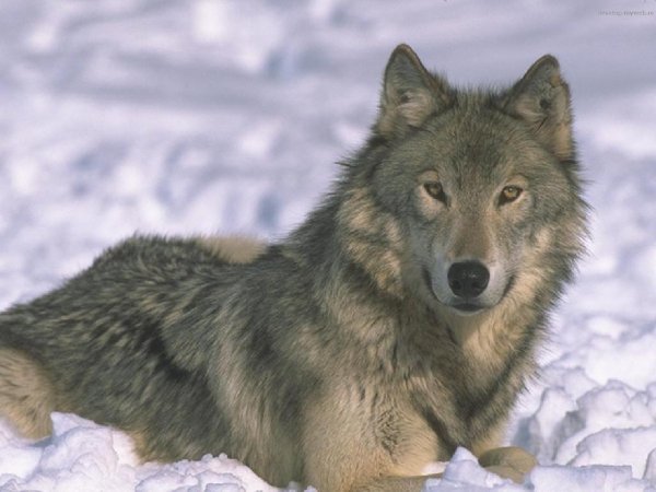 Wolf cryazone.com