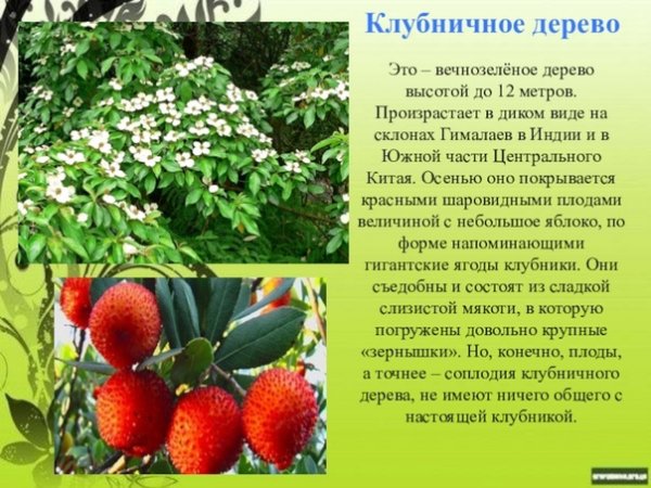 Клубничное дерево