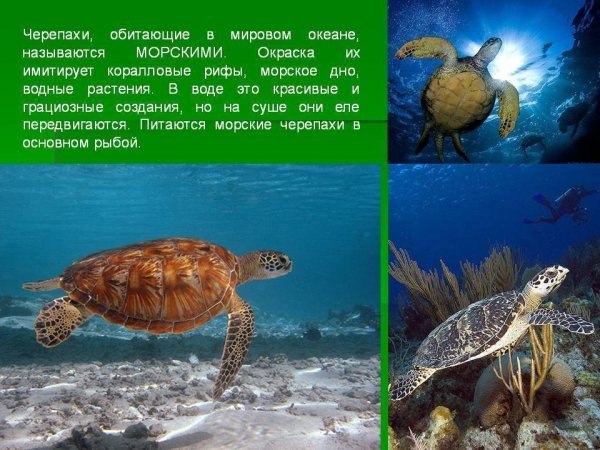 Черепахи