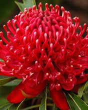 Flowers 281