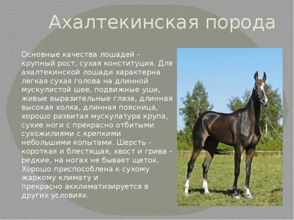 Ахалтекинская порода