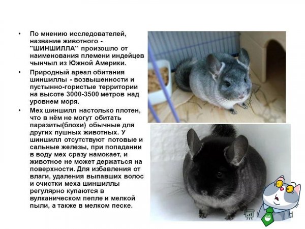 Шиншилла