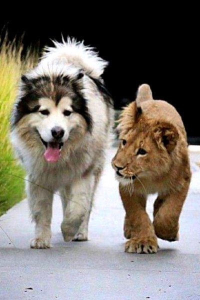 image (21)