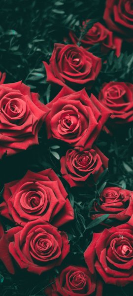 Android Wallpaper (530)