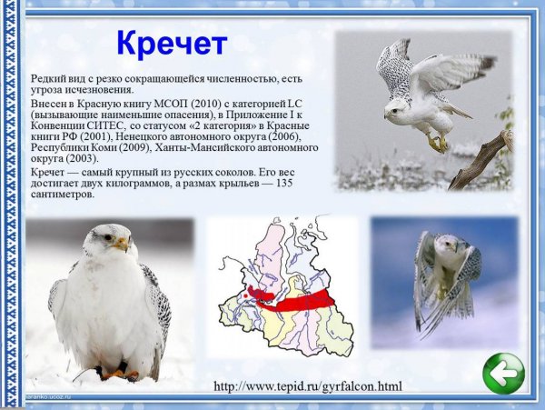 Кречет