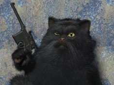 кот