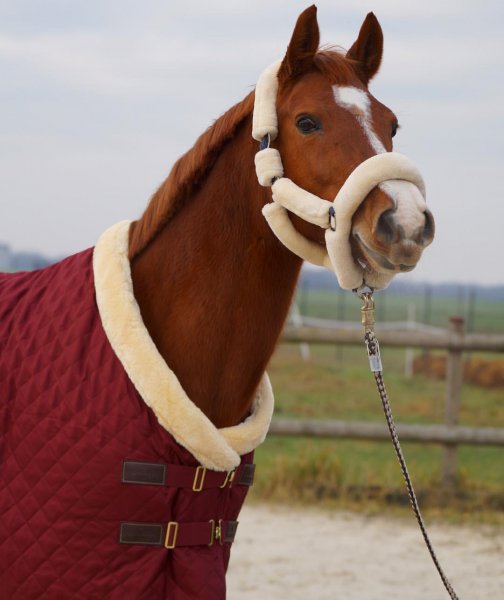 MEDIA # OF HORSE