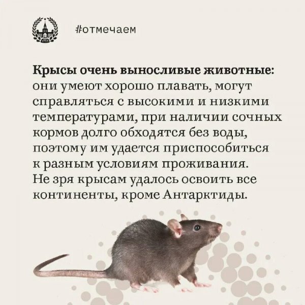 Крысы