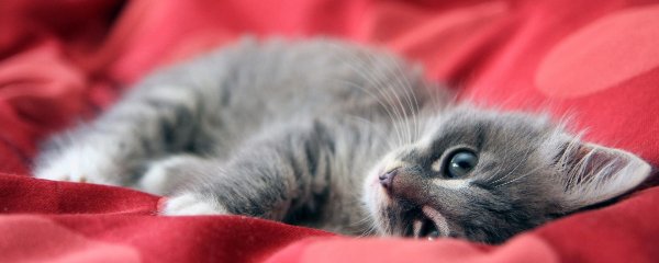 oshki oty otiki-zhivotnye-46531