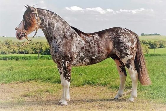 DaEi0li2VZA