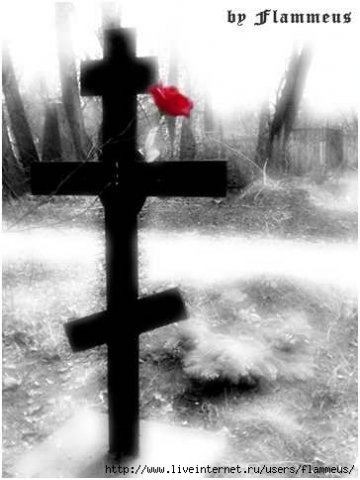 Rose in the christ