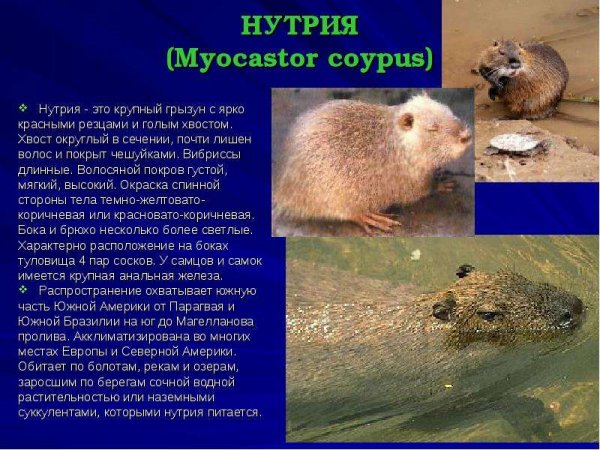 Нутрия