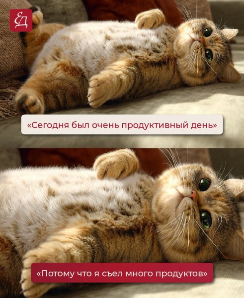 Edimdoma.ru 276827ebb9e94fe1a883ca2bf49bba83