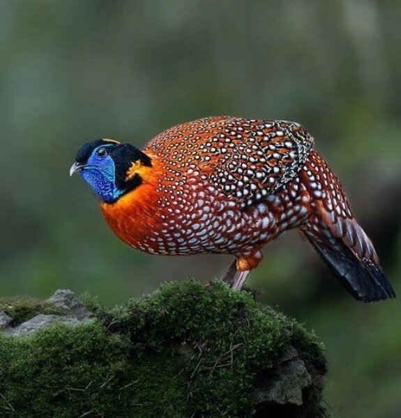 Трагопан сатира (Фазан)