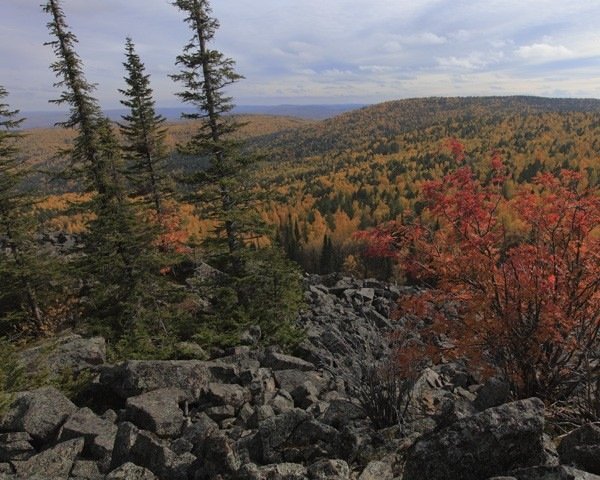 Сказочная тайга